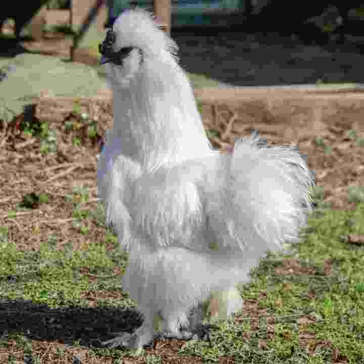 White-Silkie-Chickens-For-Sale
