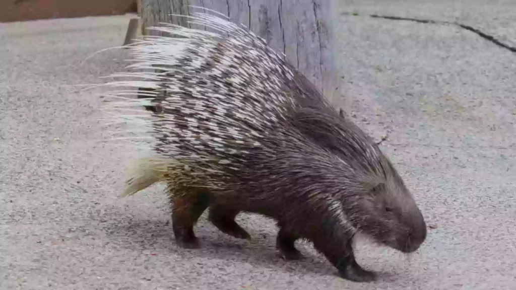 are-there-porcupines-in-florida