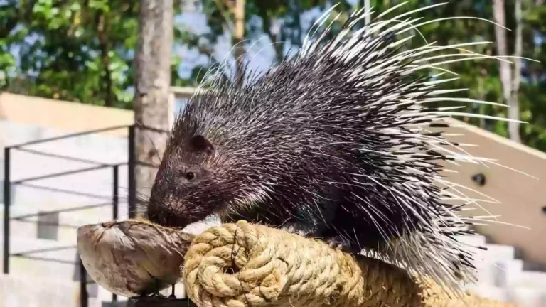 are-there-porcupines-in-michigan