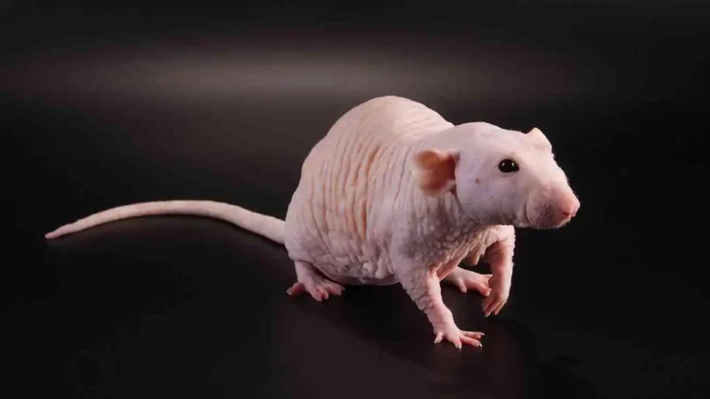 Hairless-Rats-For-Sale