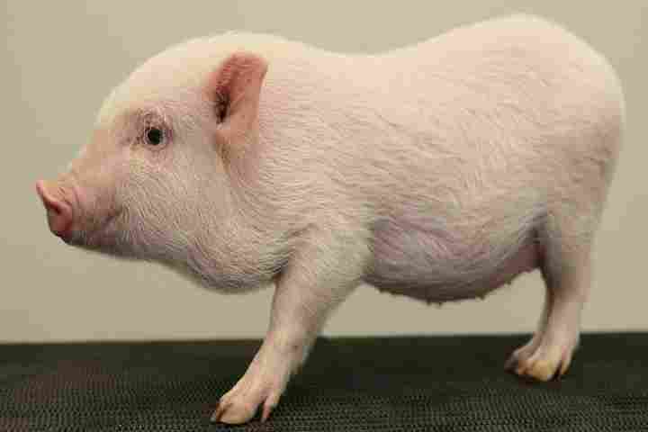 Gottengin-Mini-Pig