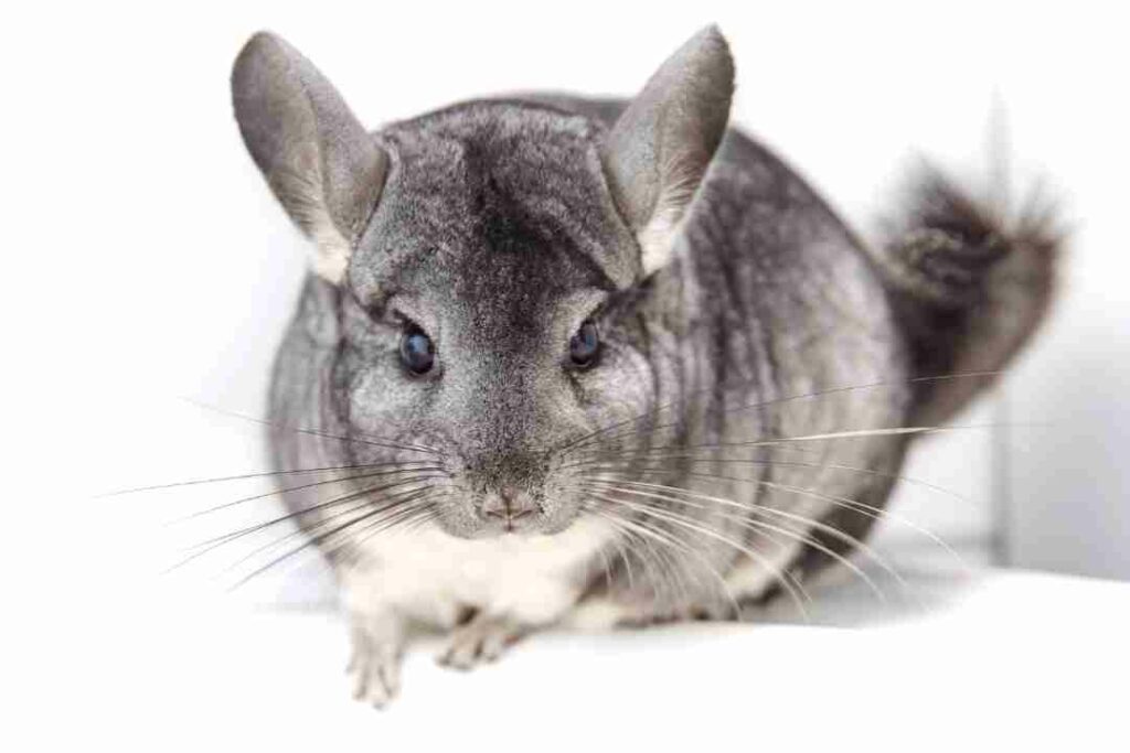 Long-Tailed-Chinchilla-For-Sale