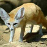 fennec-fox-for-sale